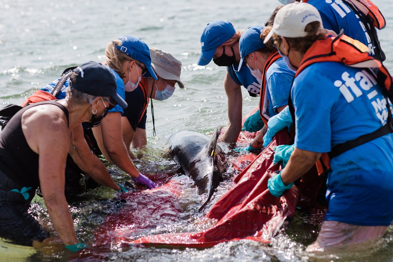 IFAW volunteers releasing a dolphin back to the ocean